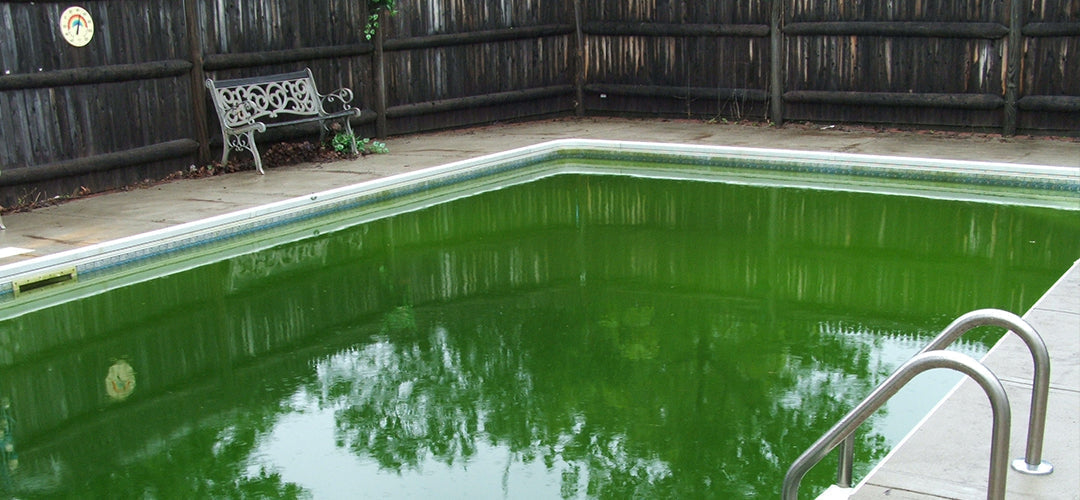 How to Get Rid of Pool Algae: Algae Complete® + Shock Treatment Guide
